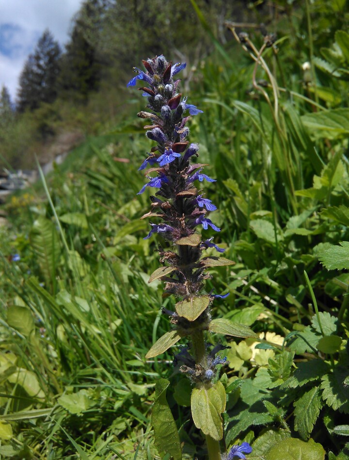 Zbehovec plazivý (Ajuga reptans)