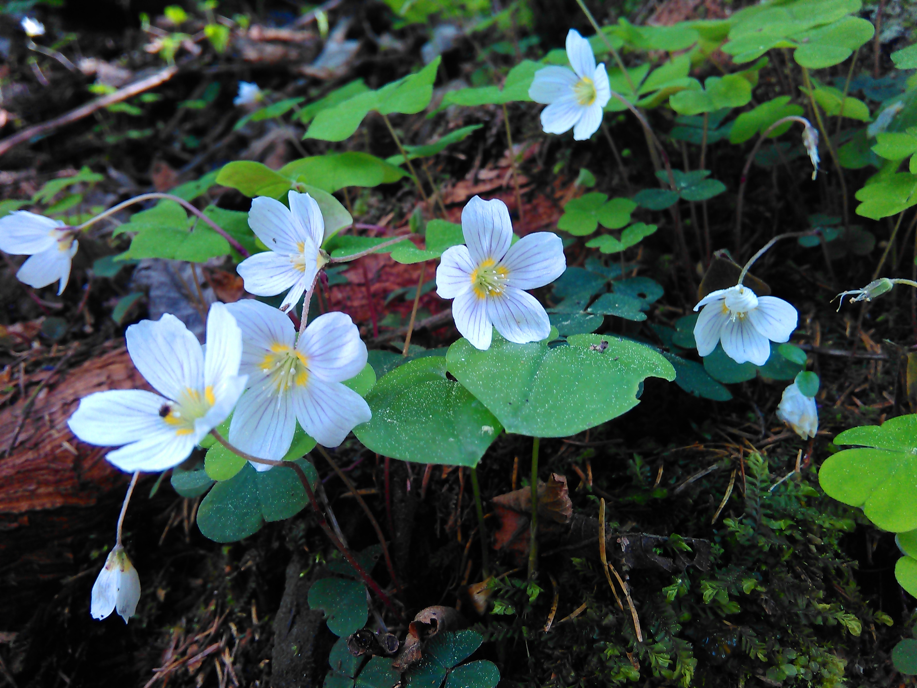 Kyslička obyčajná (Oxalys acetosella)