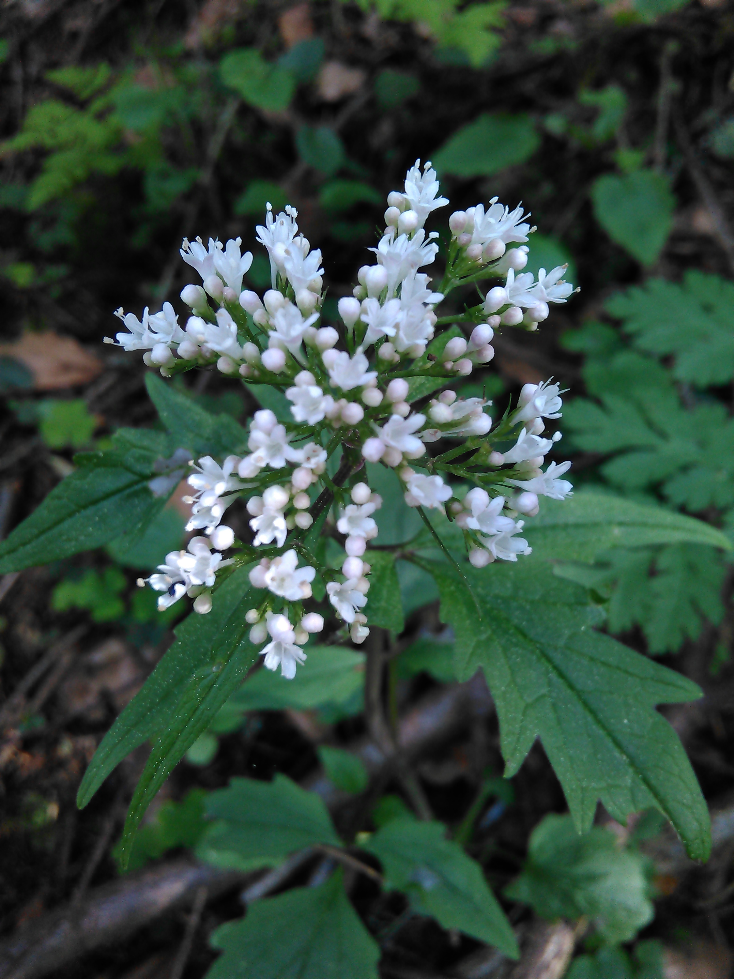 Valeriána trojená ( Valeriana tripteris)