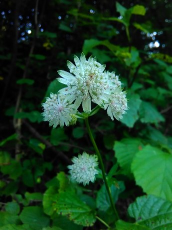 Jarmanka väčšia (Astrantia major)