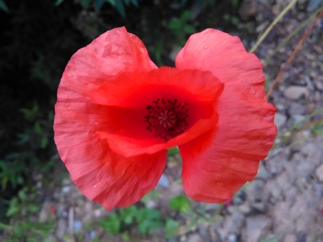 Mak vlčí ( Papaver rhoeas)