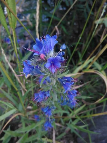 Hadinec obyčajný (Echium vulgare)