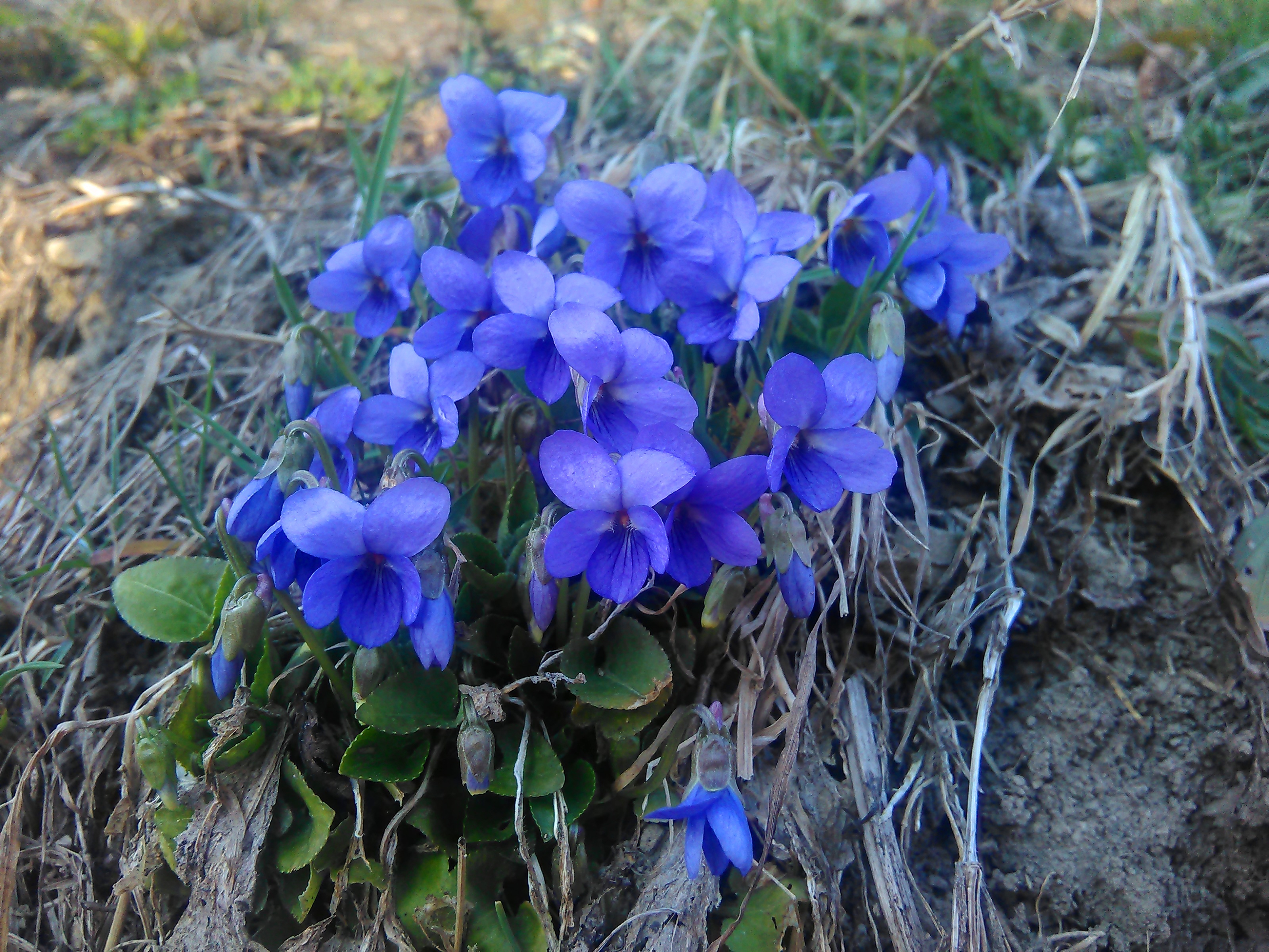 Fialka voňavá (Viola odorata)