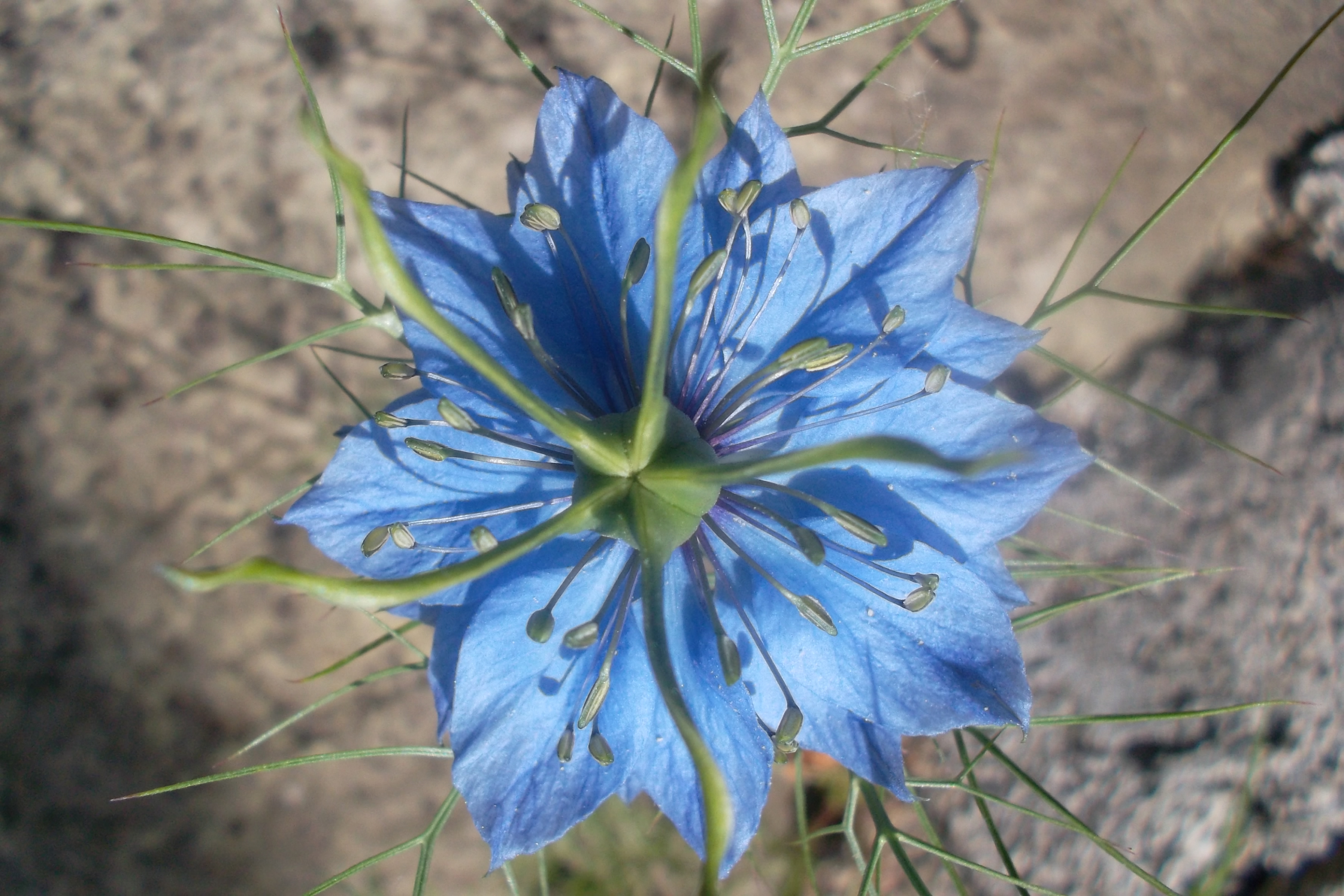 Černuška siata (Nigella sativa)