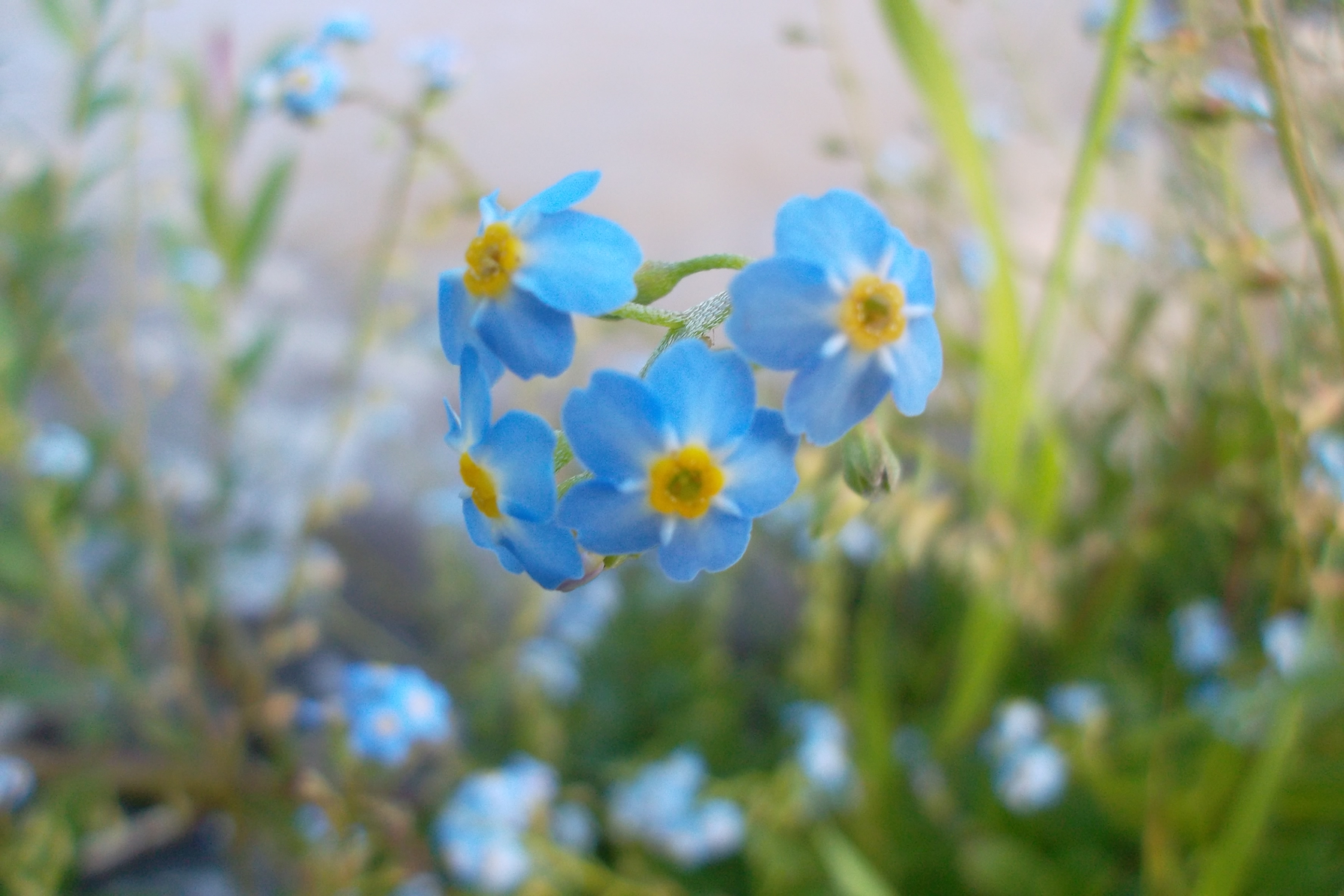 Nezábudka močiarna (Myosotis palustris)