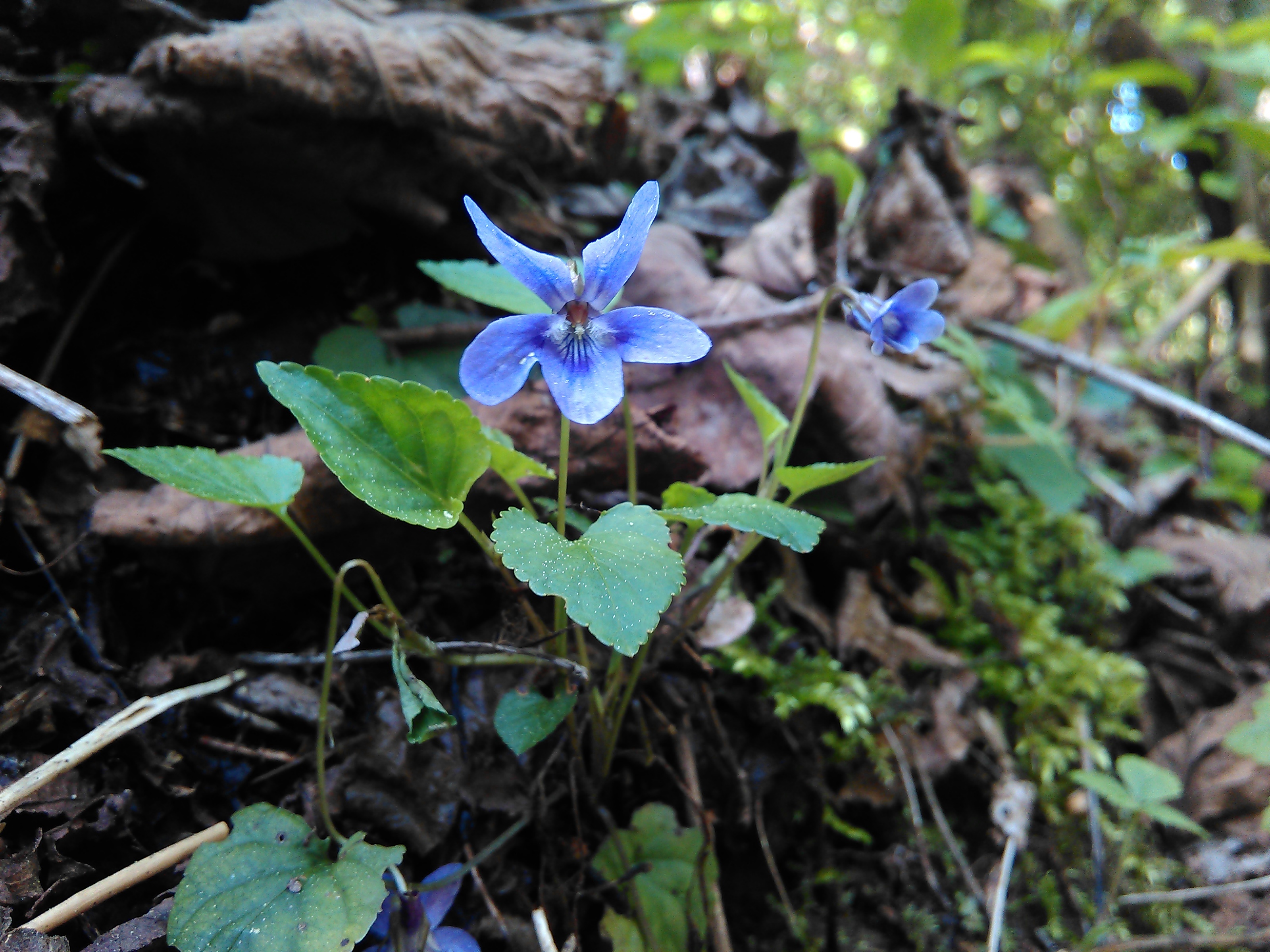 Fialka lesná ( Viola reichenbachiana)