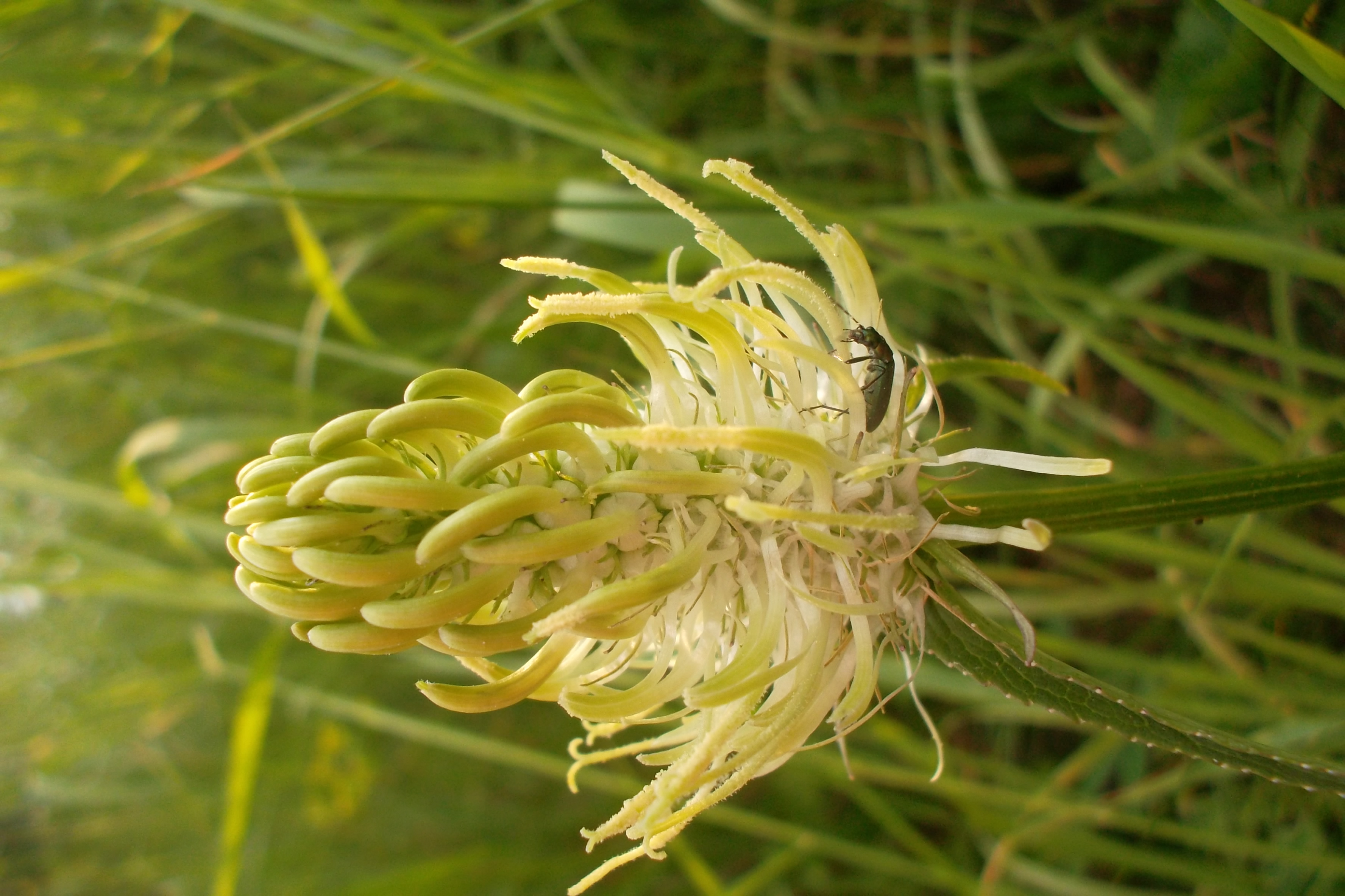 Zerva klasnatá (Phyteuma spicatum)