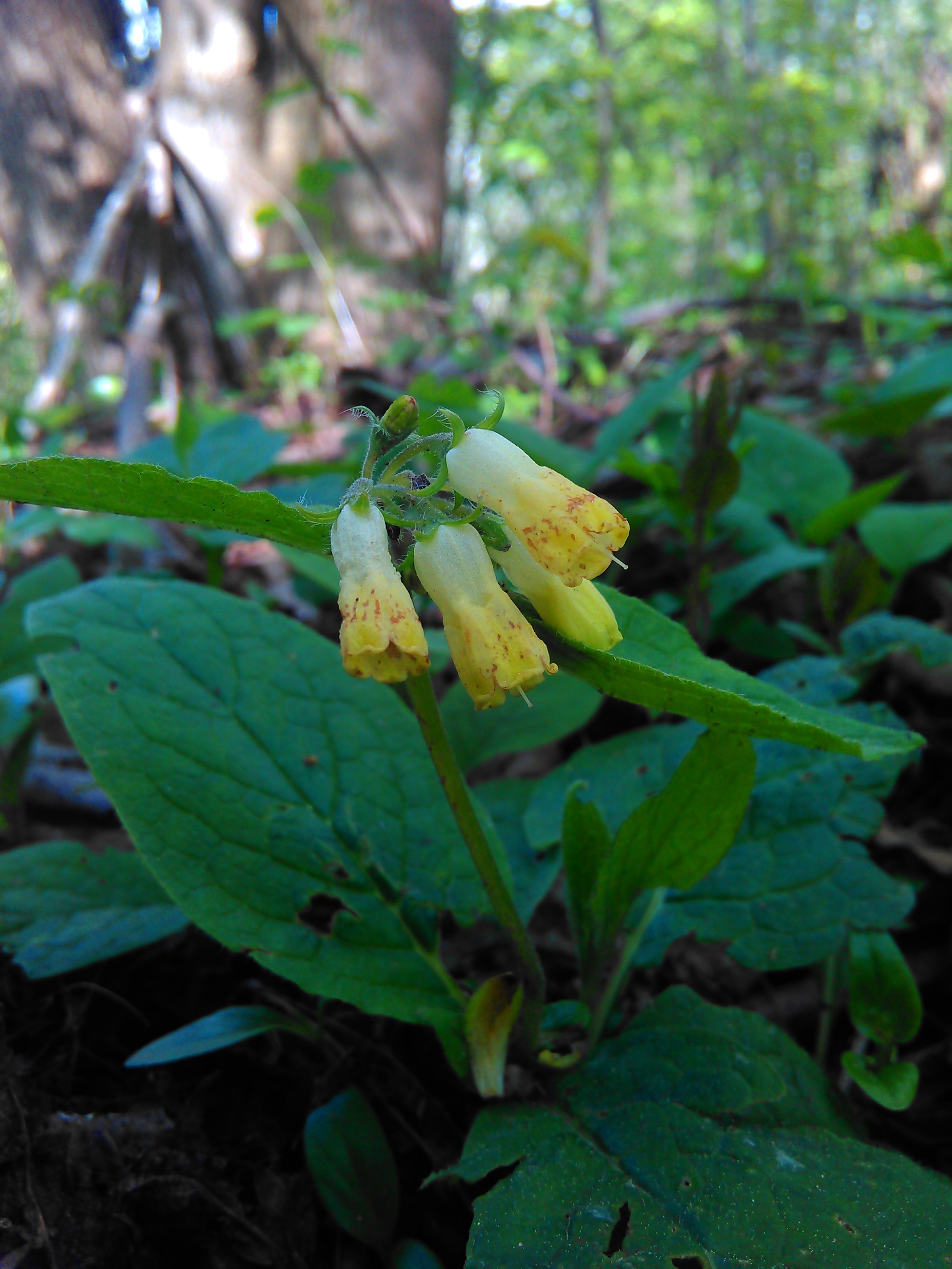 Kostihoj hľuznatý (Symphytum tuberosum)