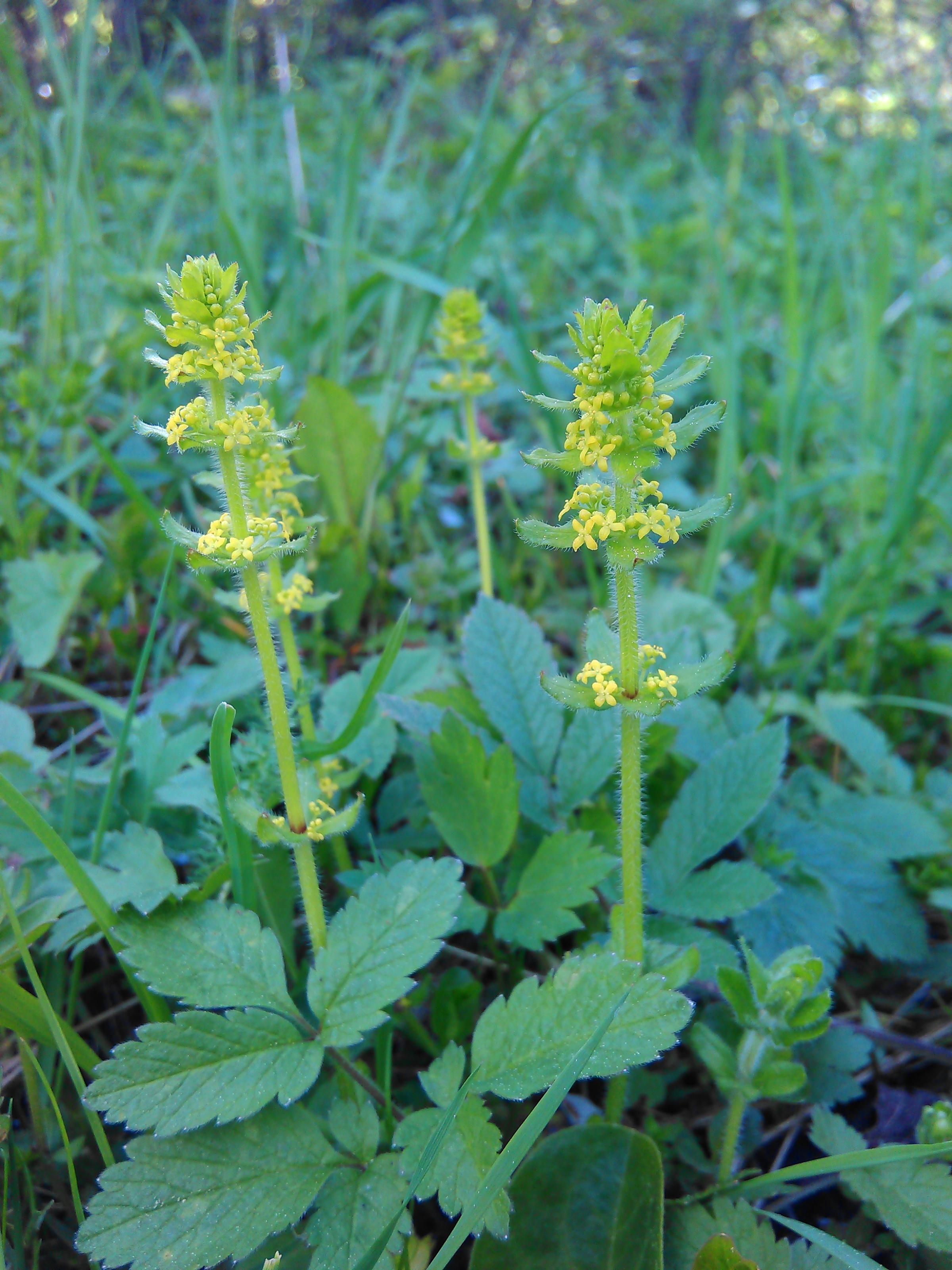 Krížavka jarná (Cruciata glabra)