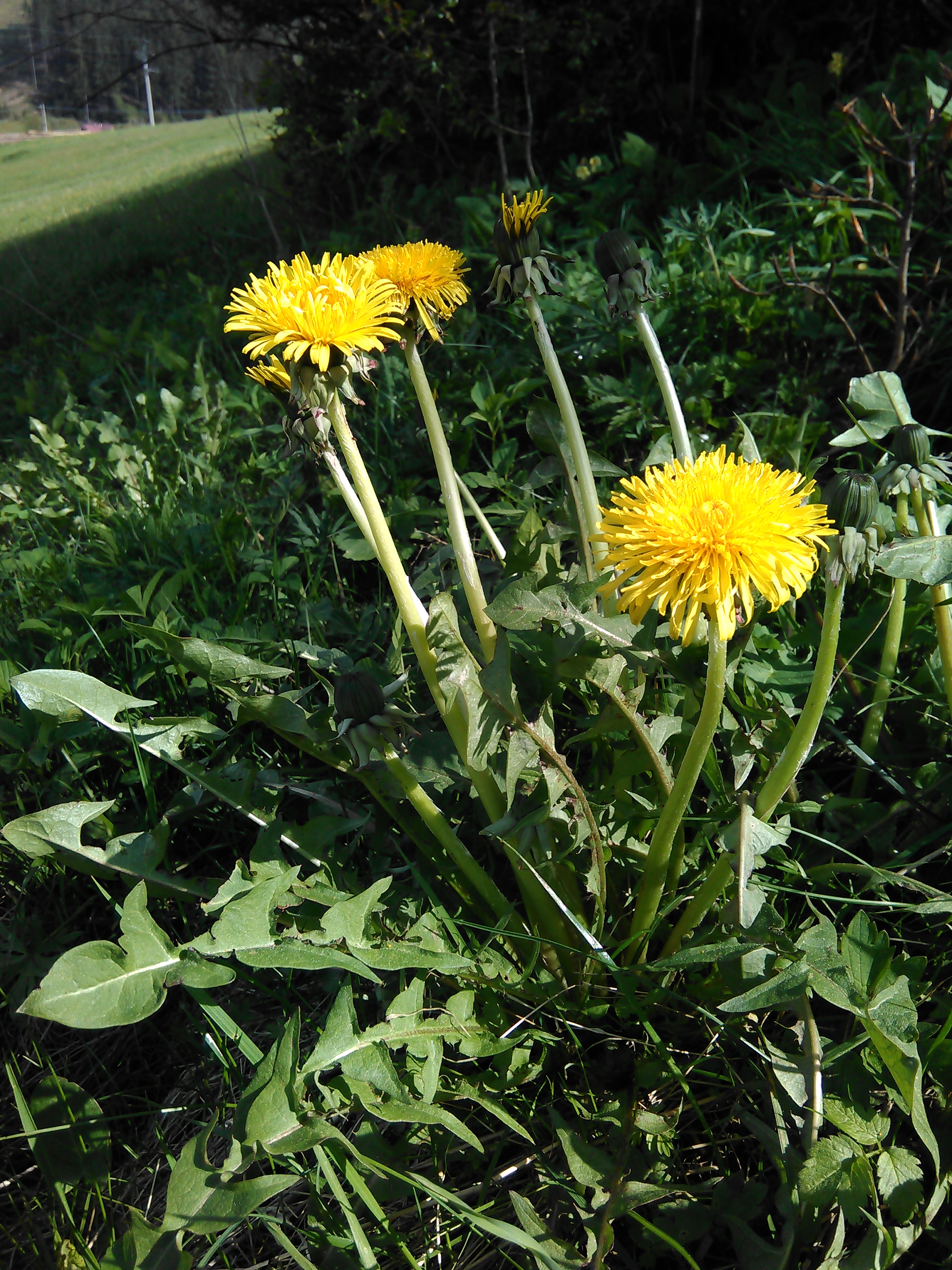 Púpava lekárska (Taraxacum officinale)