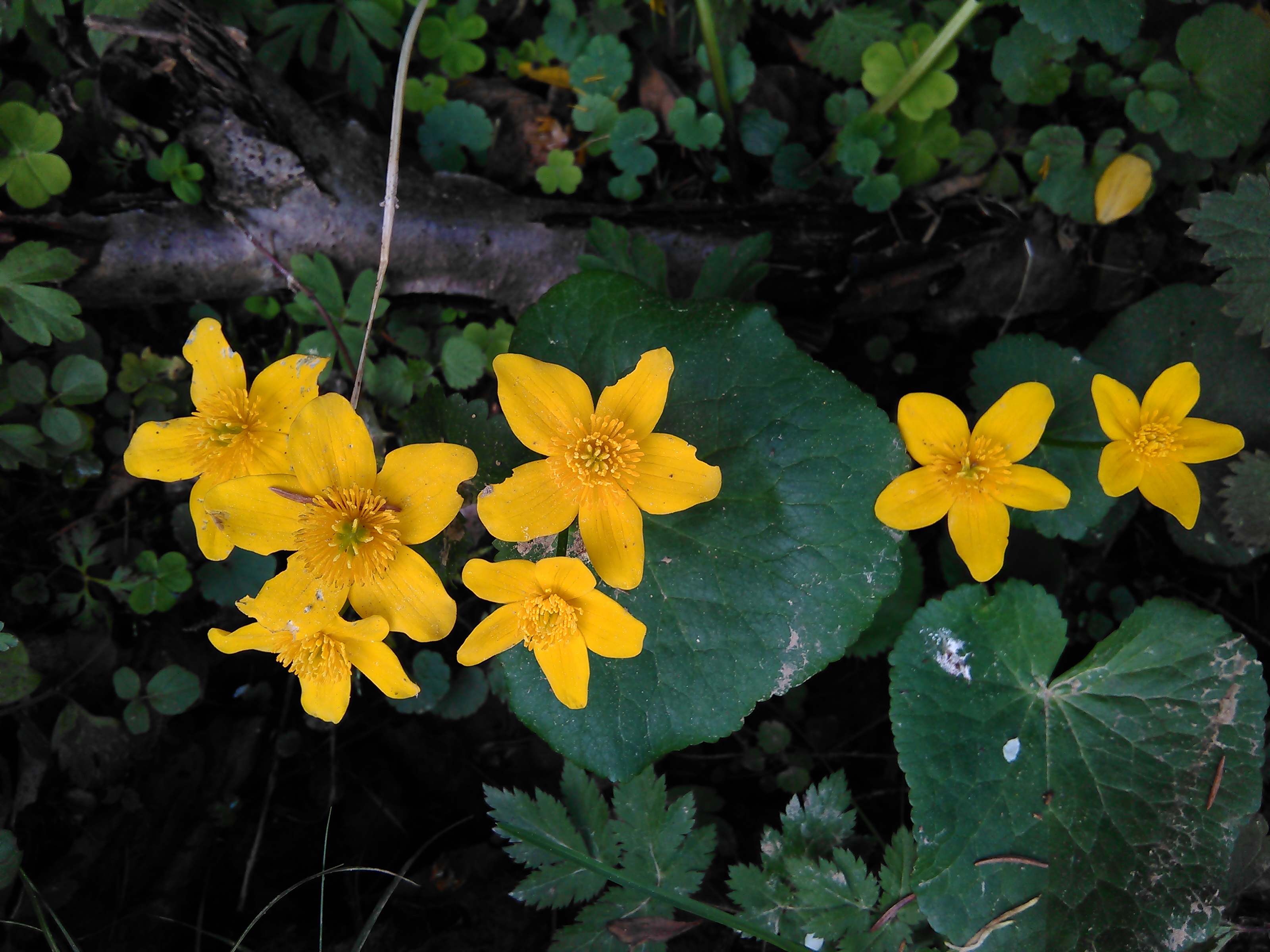 Záružlie močiarné (Caltha palustris)