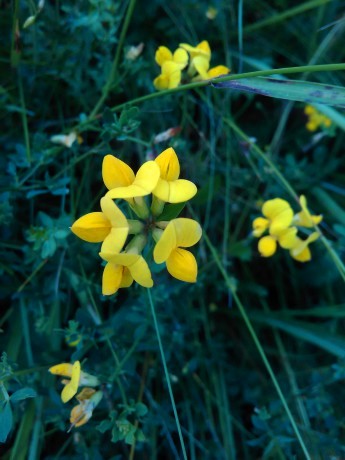 Ladenec rožkatý (Lotus corniculatus)