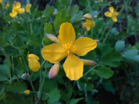 Lastovičník väčší (Chelidonium majus)