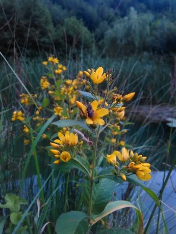 Vrbina obyčajná (Lysimachia vulgaris)