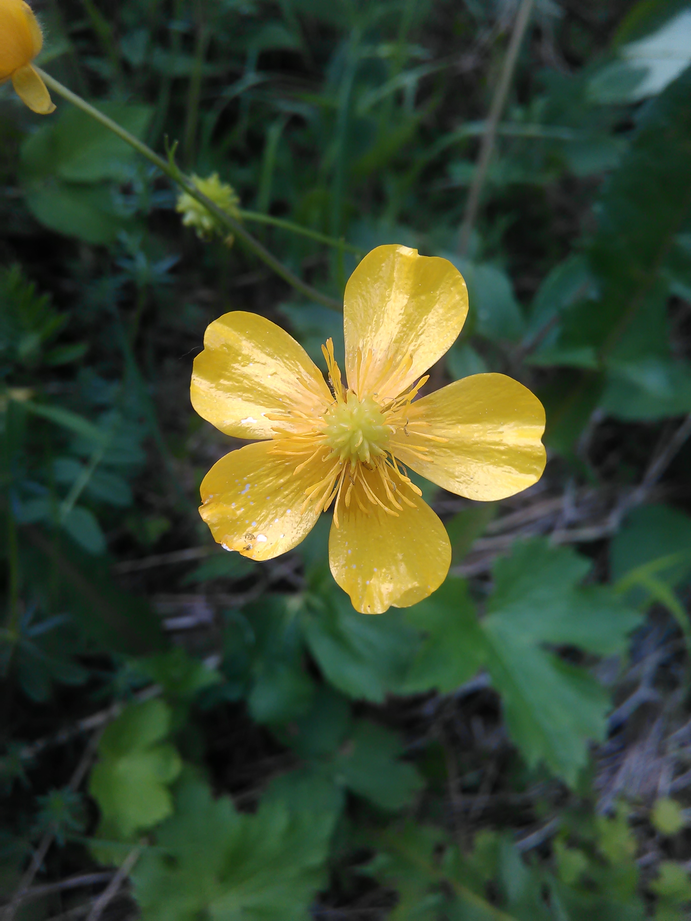 Iskerník prudký (Ranunculus acris)