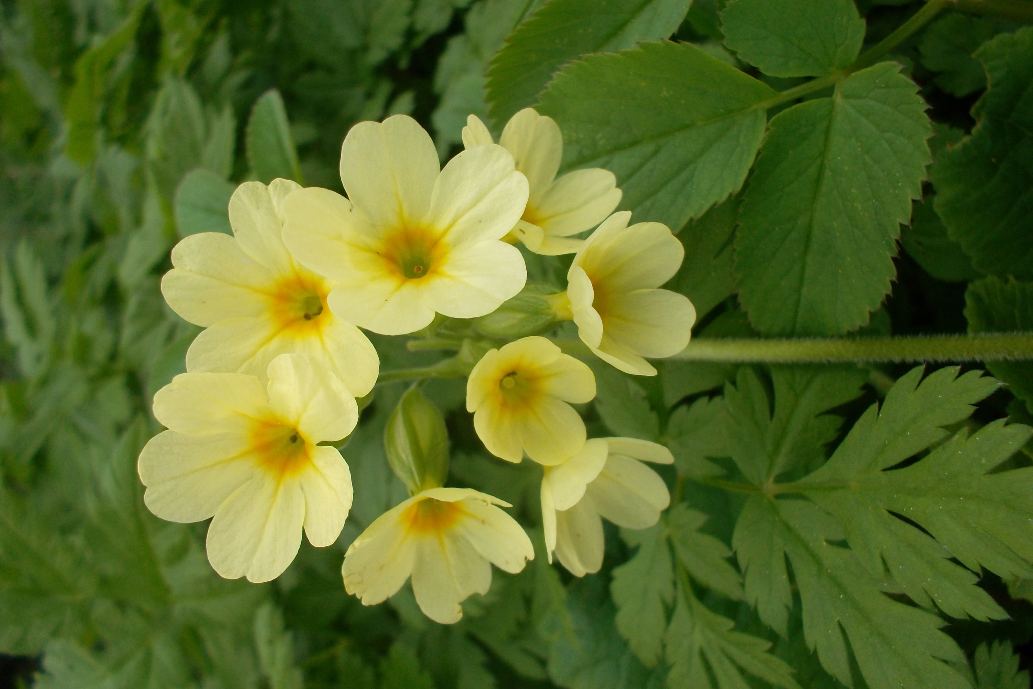 Prvosienka jarná (Primula veris)