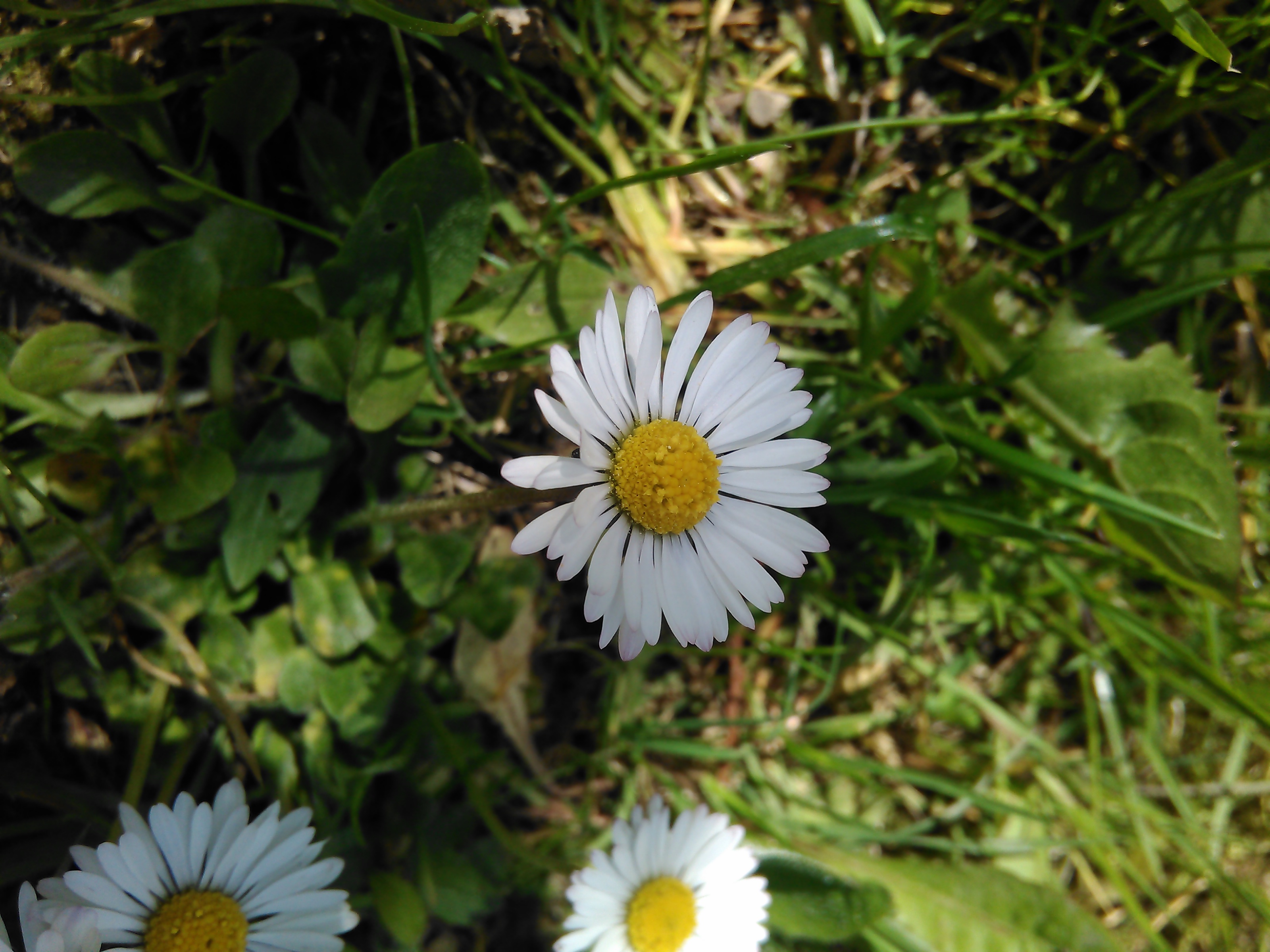 Sedmokráska obyčajná (Bellis perenis)