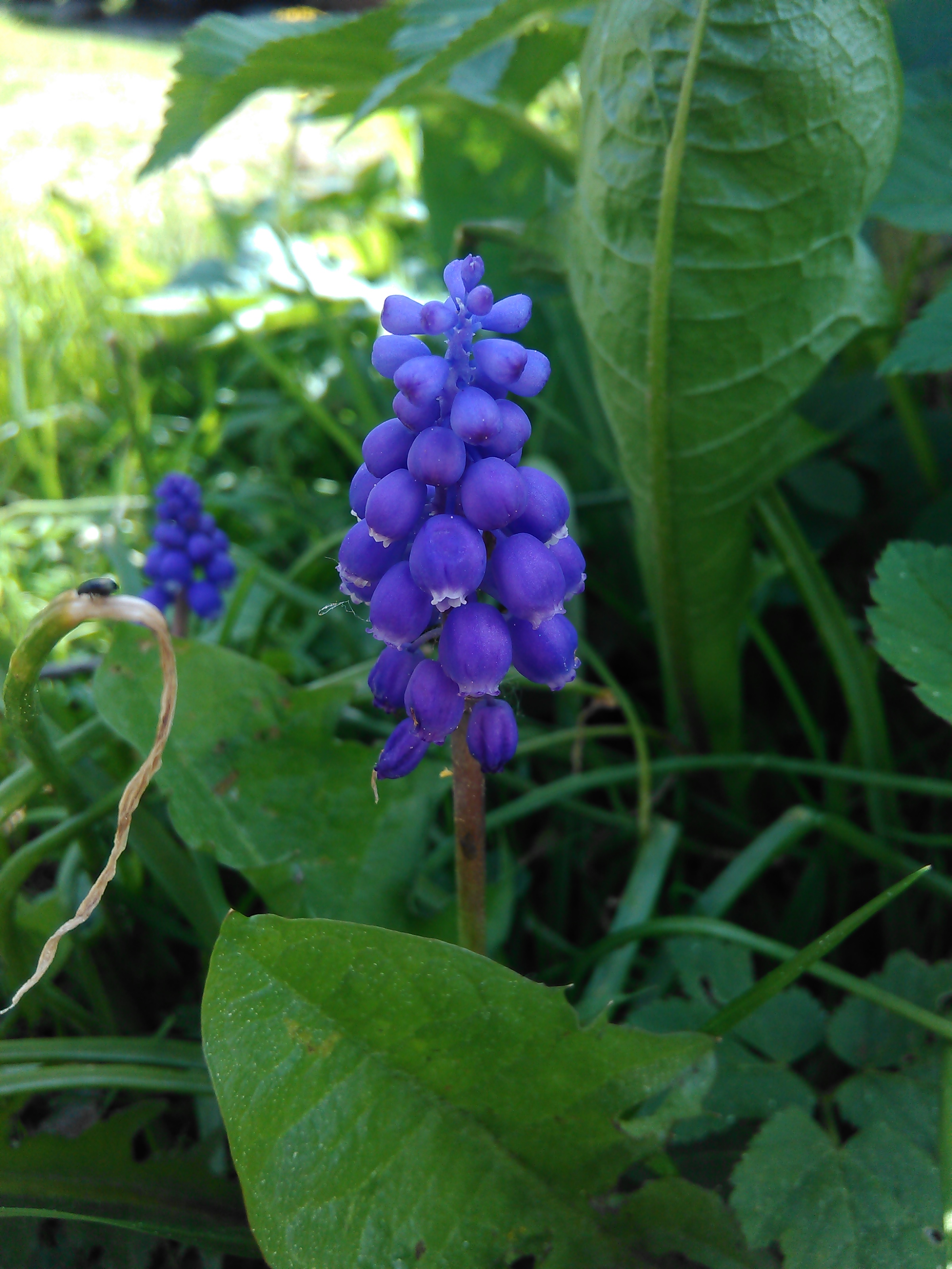 Modrica strapcovitá (Muscari atlanticum)