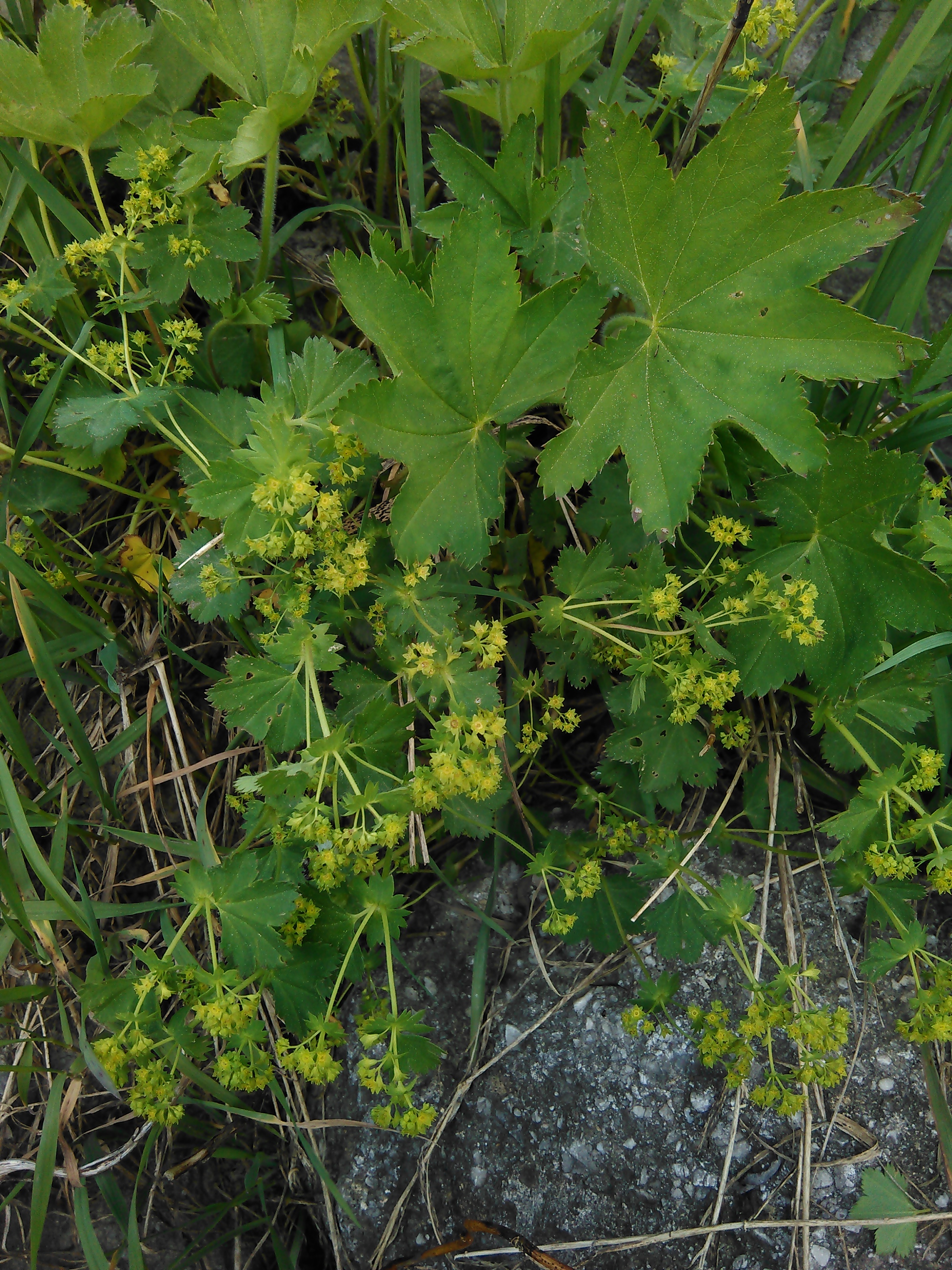 Alchemilka lekárska (Alchemilla xanthochlora)