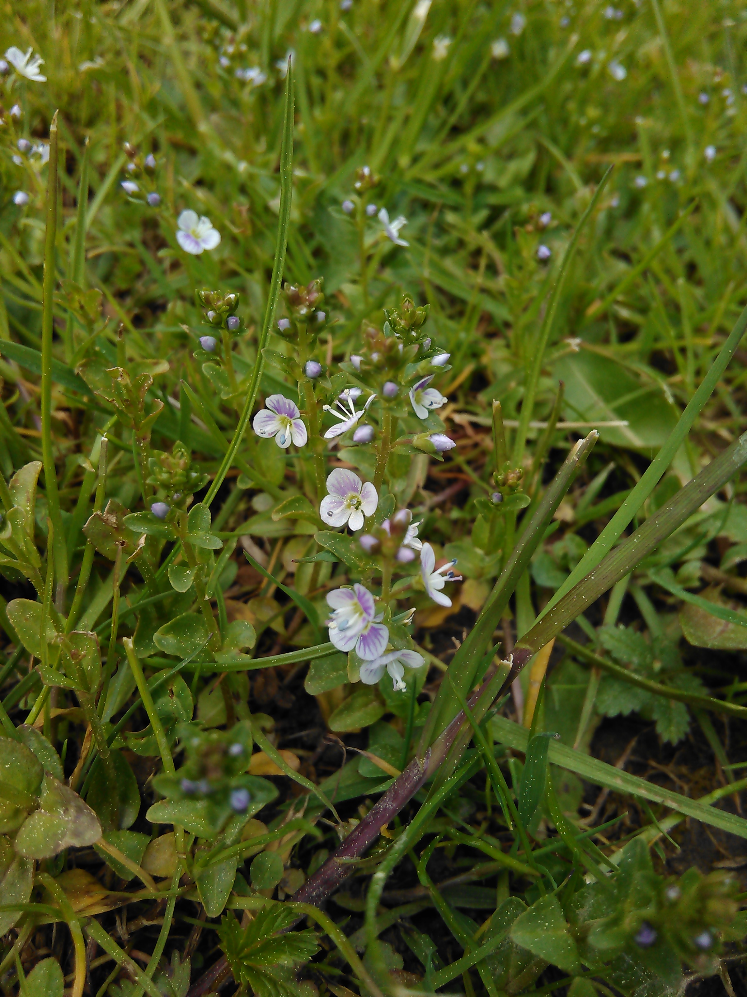 Veronika lekárska (Veronica officinalis)