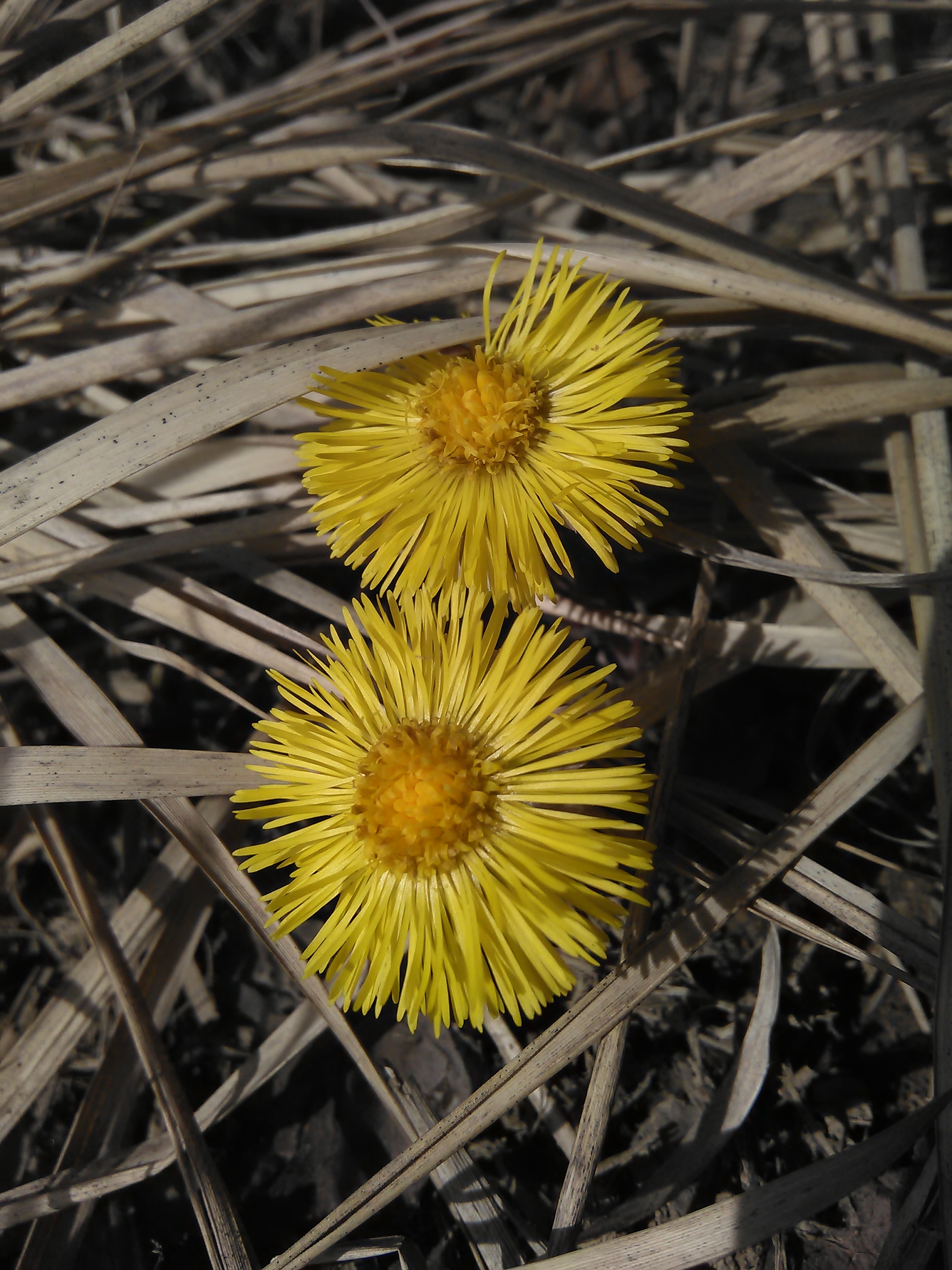 Podbeľ liečivý (Tussilago farfara)