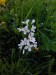 Žerušnica lúčna (Cardamine pratensis)