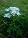 Rebríček obyčajný (Achillea millefolium)