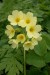 Prvosienka jarná (Primula veris)