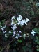 Večernica voňavá snežná  (Hesperis matronalis)