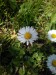 Sedmokráska obyčajná (Bellis perenis)